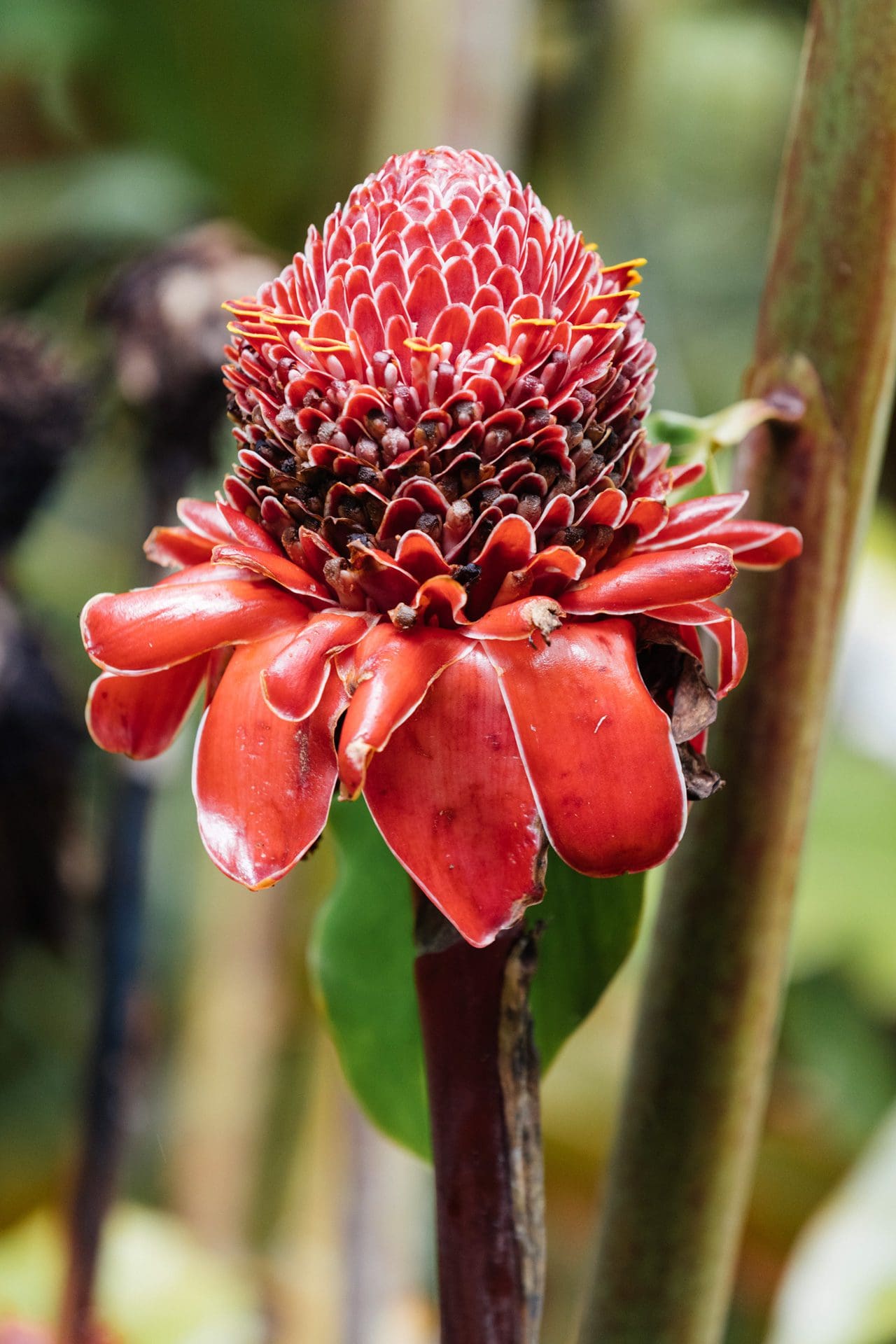 A flower